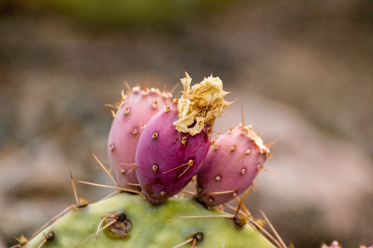 2015 July Summer Prickly Pear Fruit