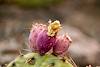 2015 July Summer Prickly Pear Fruit