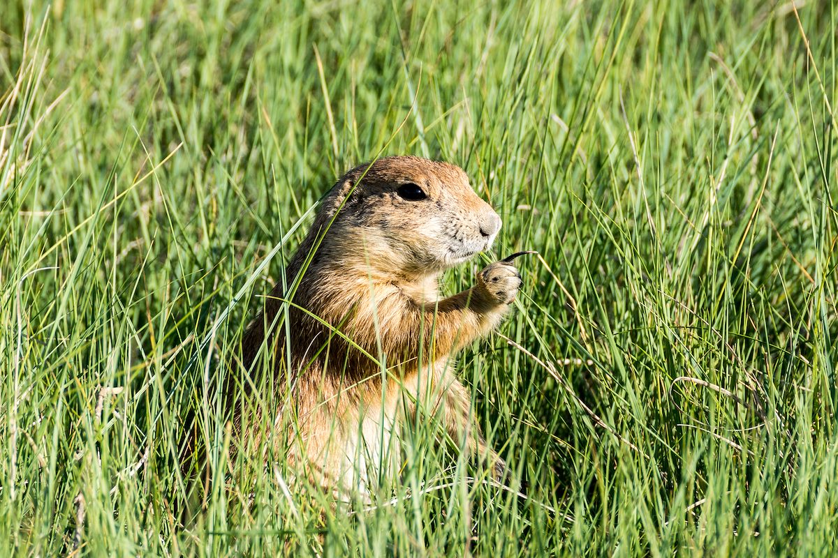 2015 June Prarie Dog near the road in Devils Tower National Monument