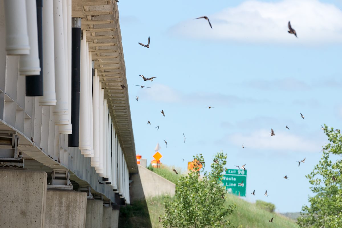 2015 June Swallows under the Bridge