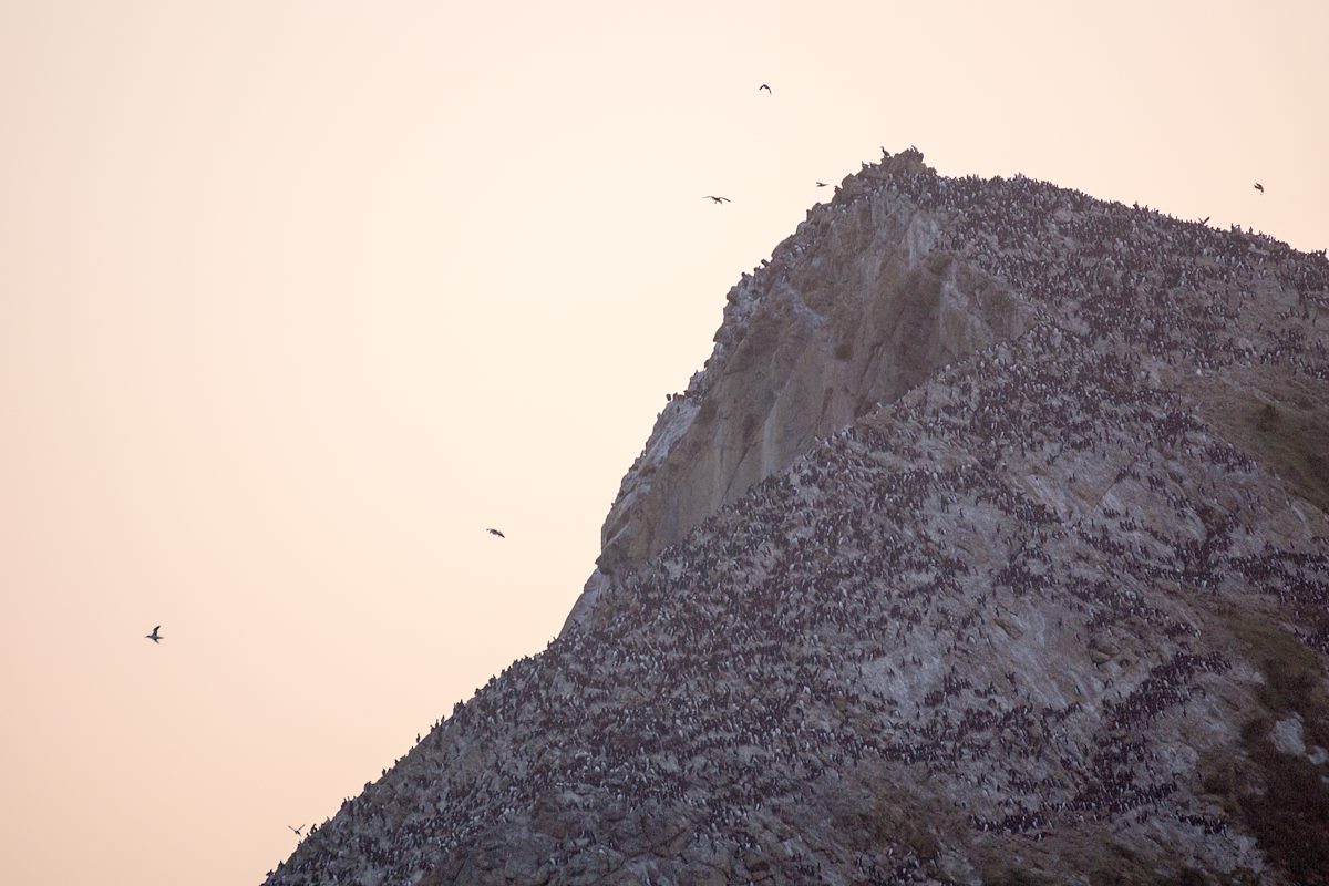 2015 May Birds on False Klamath Rock