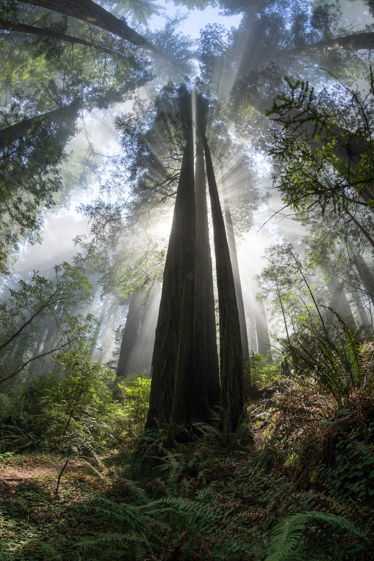2015 May Del Norte Coast Redwoods