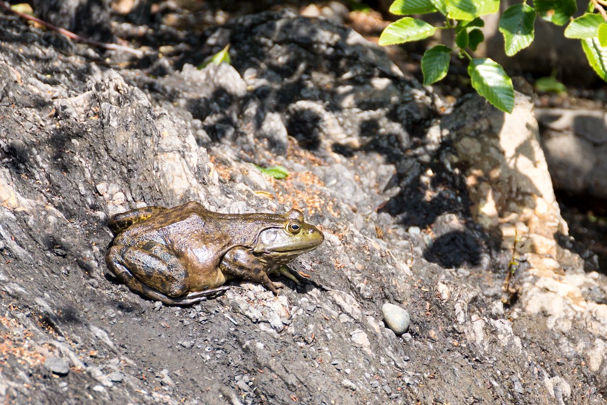 2015 May Frog on the bank of Rough and Ready Creek