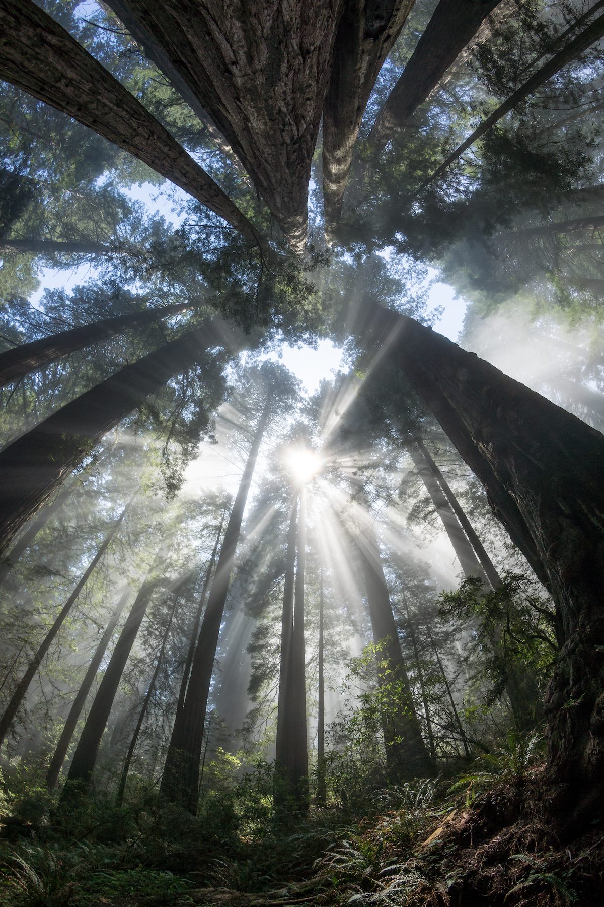 2015 May Redwoods near Highway 101