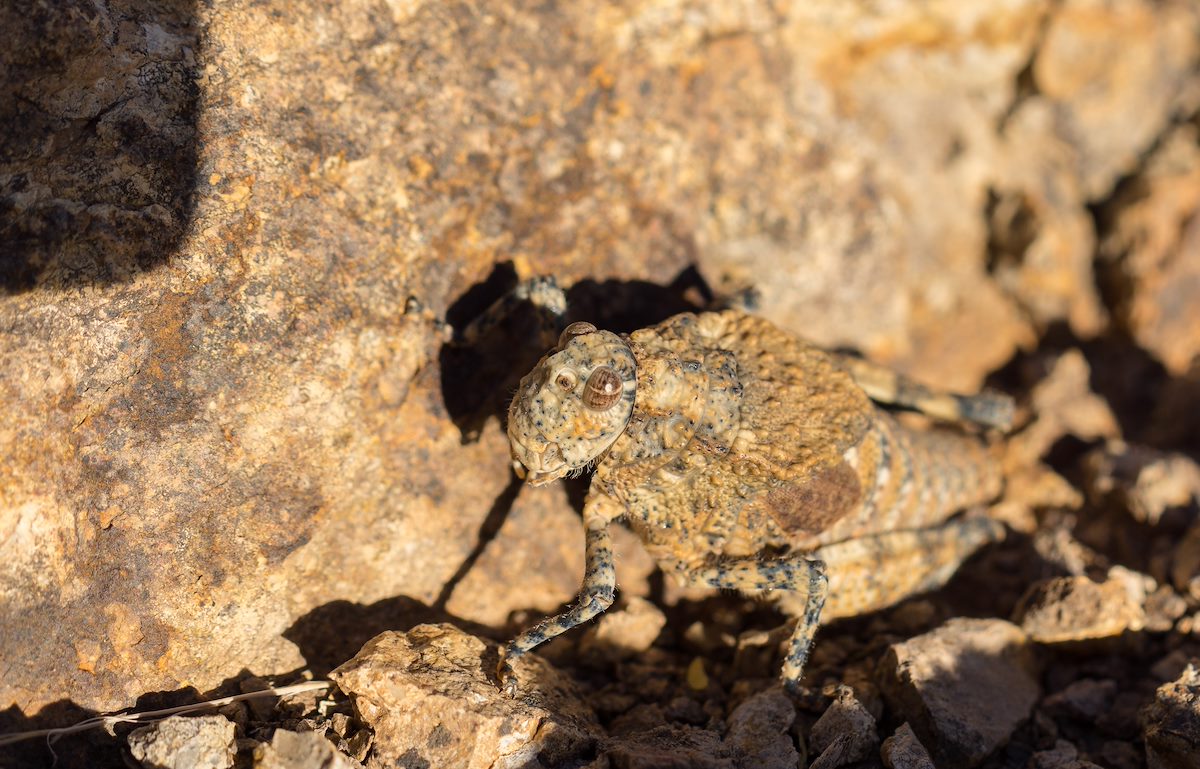2015 November Aztec Grasshopper on Bren Mountain 01