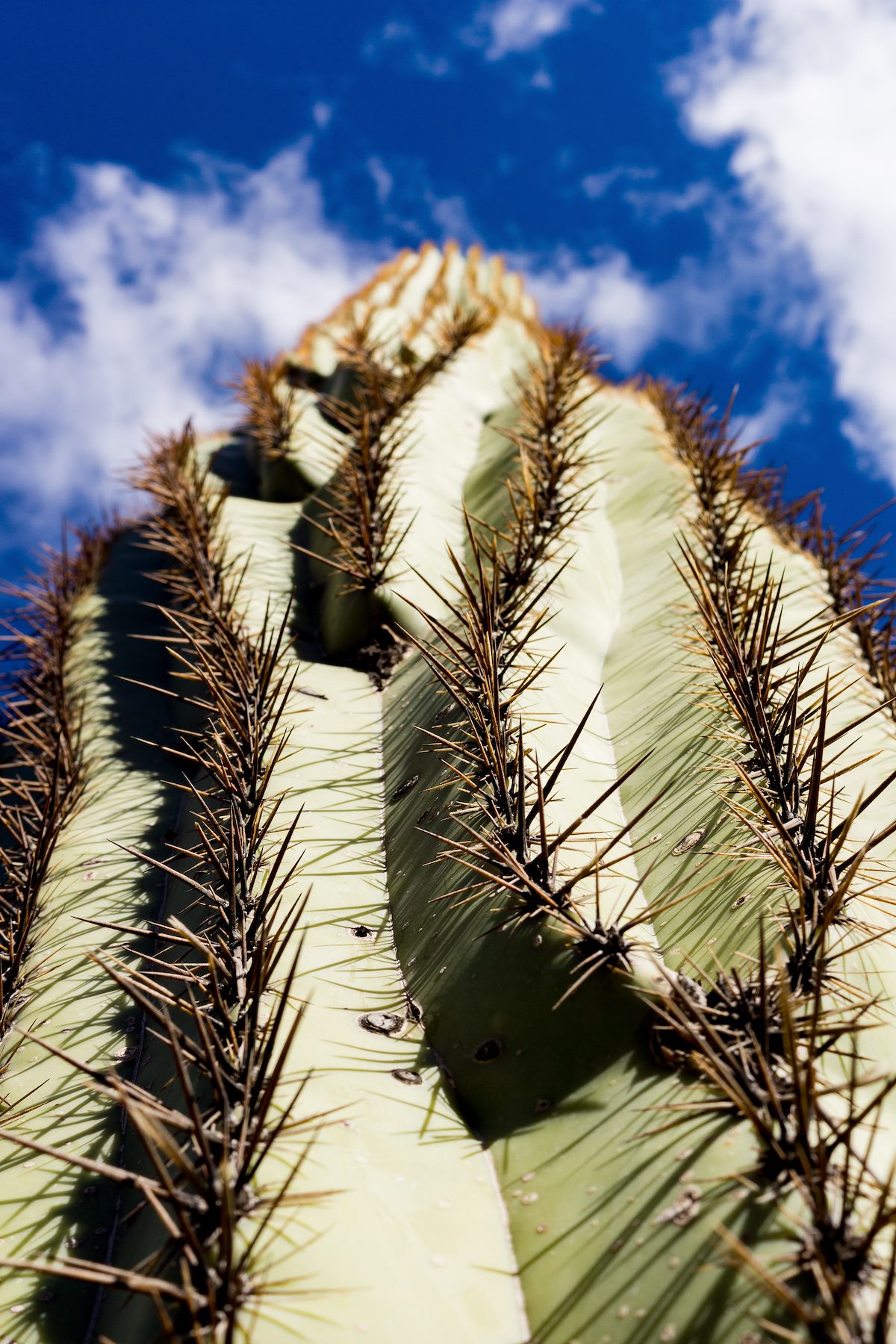 2015 November Saguaro into the Sky