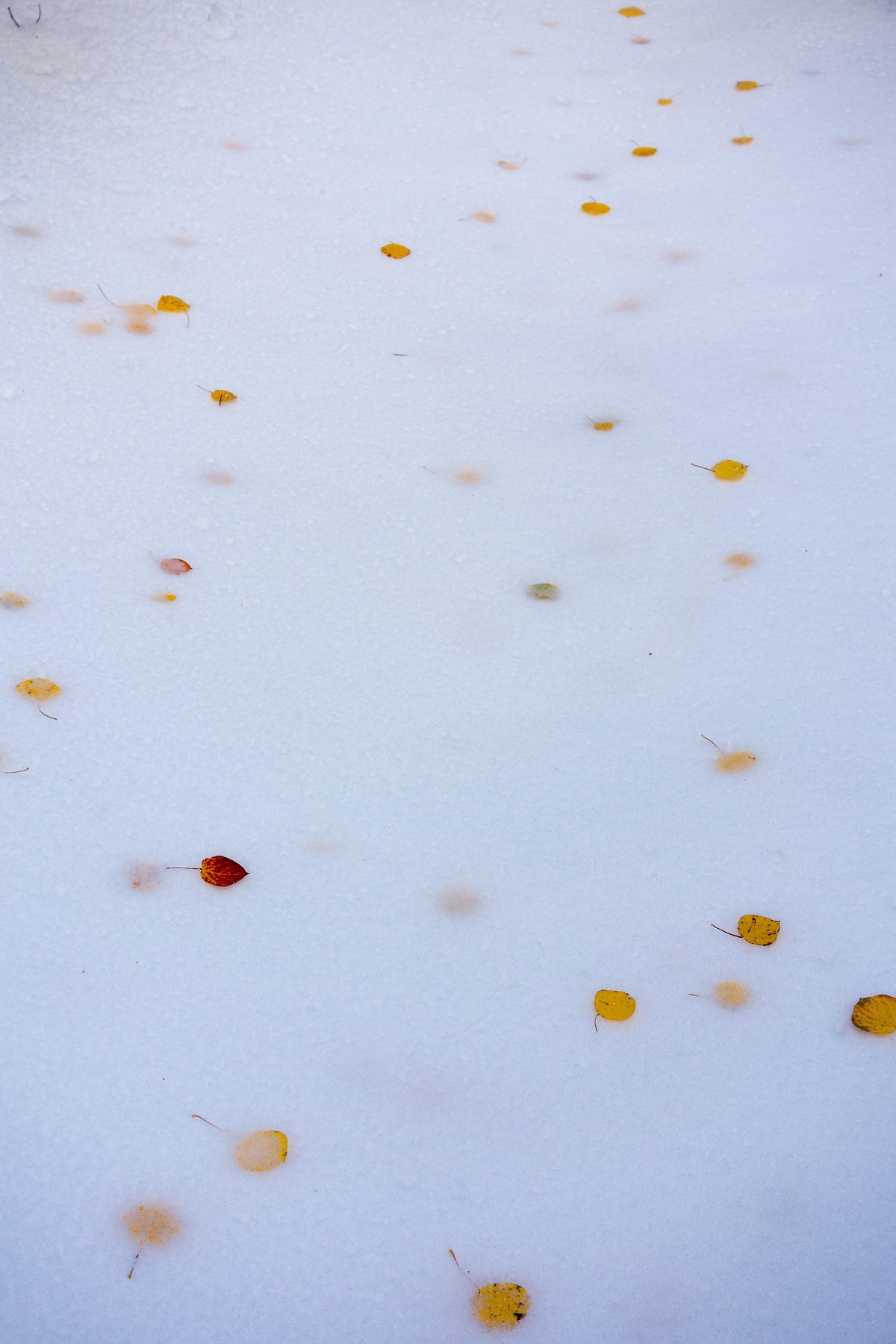 2015 October Scattered in the Snow