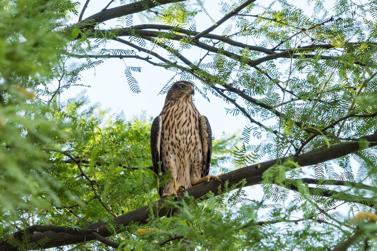 2016 July Neighborhood Cooper's Hawk