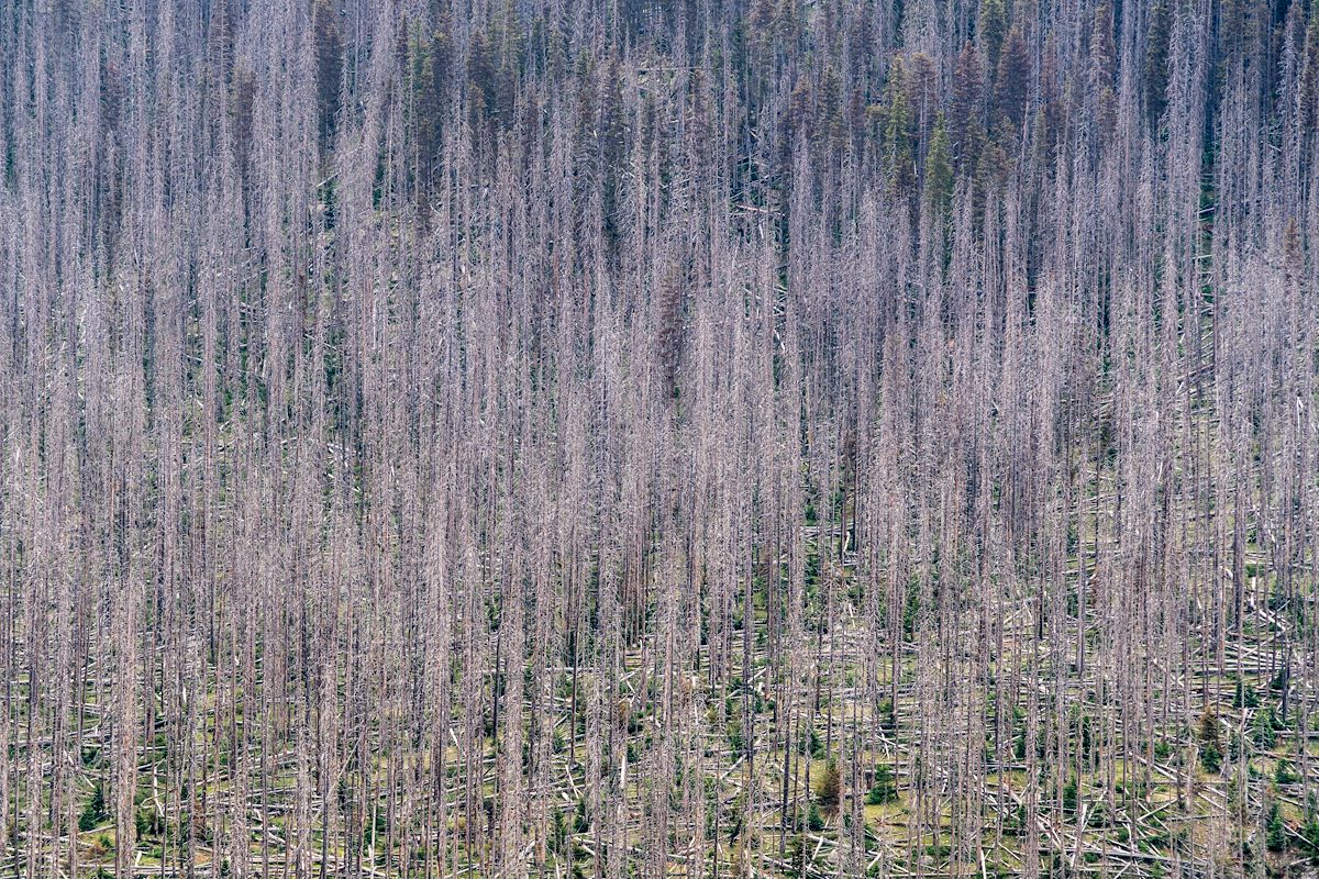 2016 June Dead Trees near the West Baldy Trail