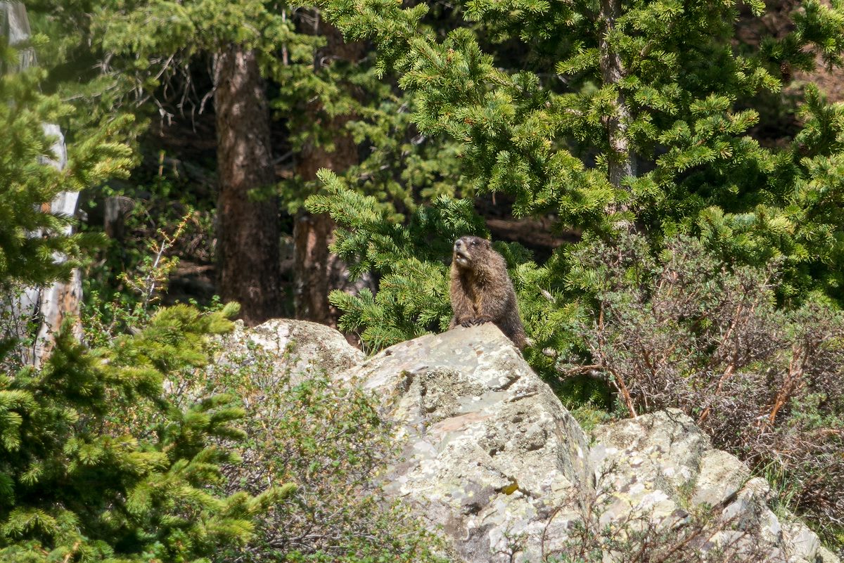 2016 June Marmot Near Williams Lake