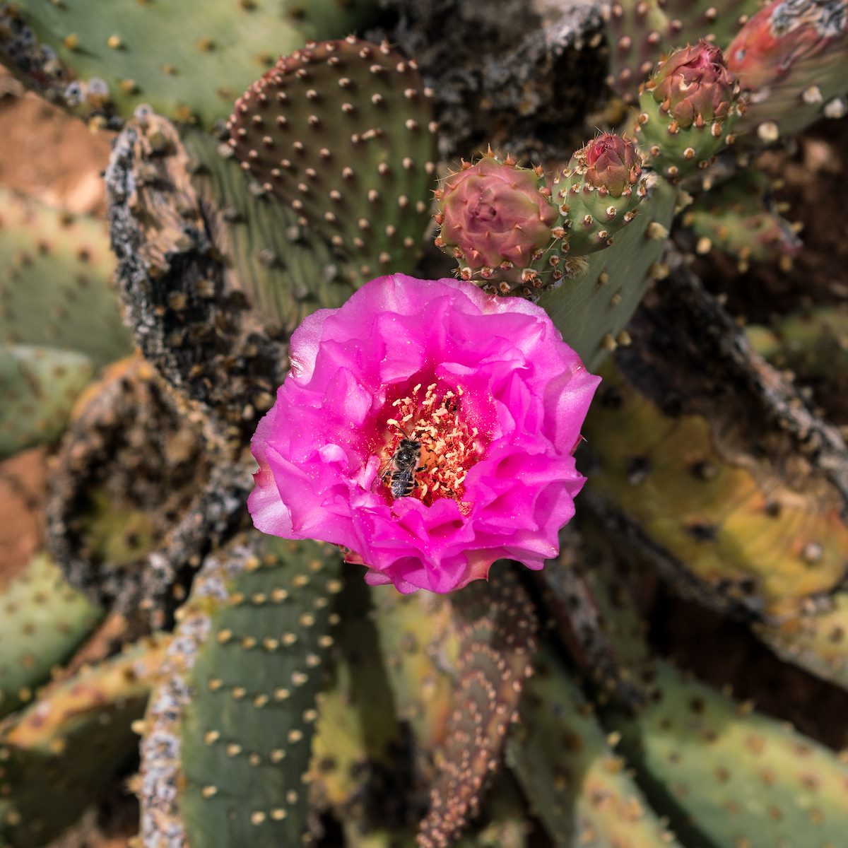 2017 April Cactus Flower and Bee on the Tonto Trail