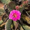 2017 April Cactus Flower and Bee on the Tonto Trail