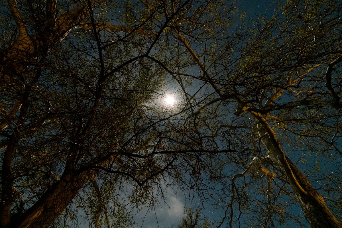 2017 April Moon thru the Trees