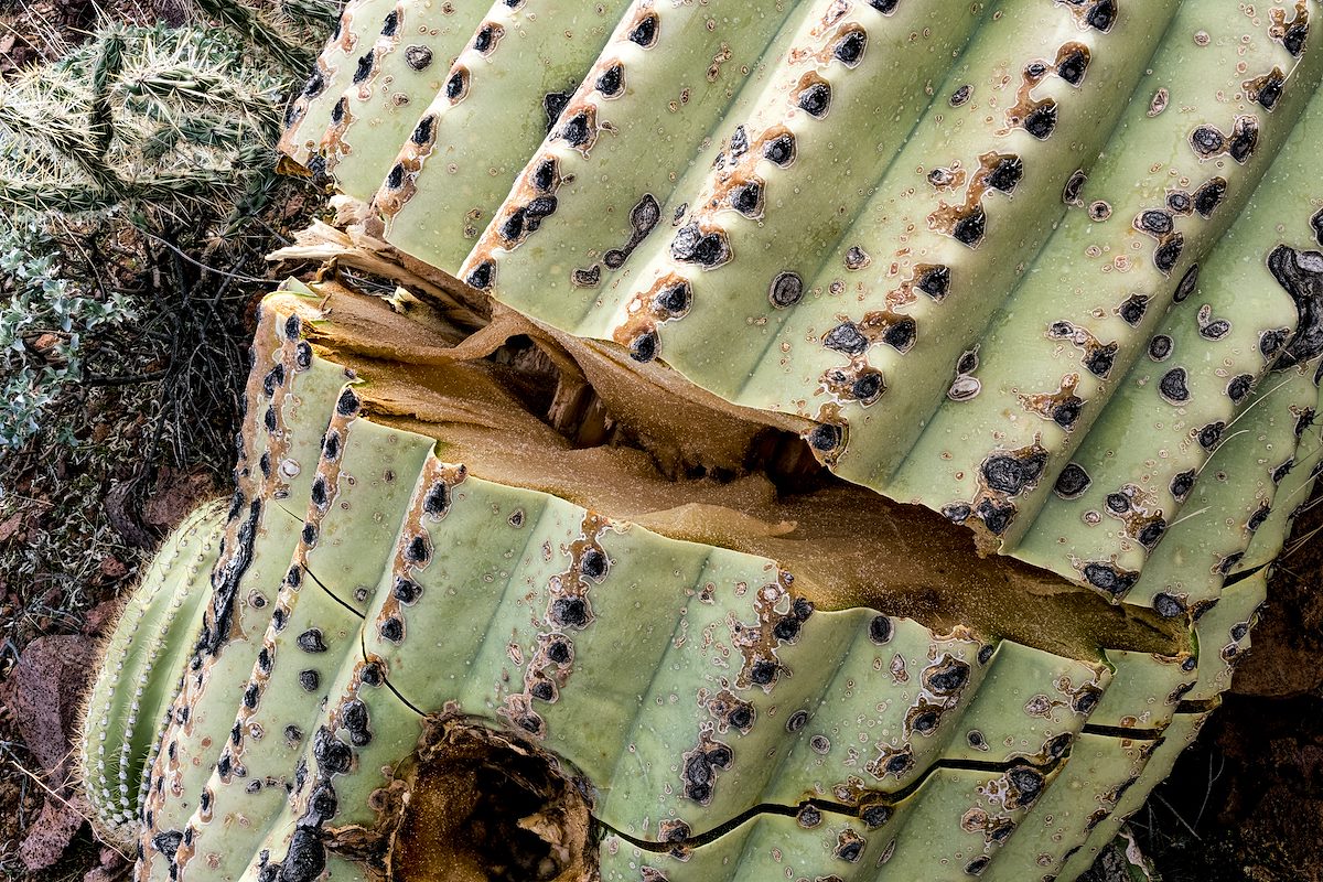 2017 January Fallen Saguaro