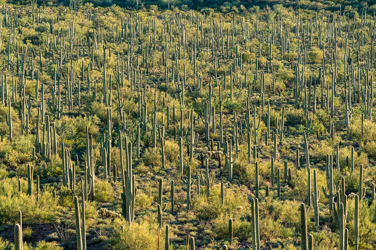 2017 January Saguaros
