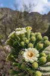 2017 May Saguaro Flower near the Linda Vista Trail