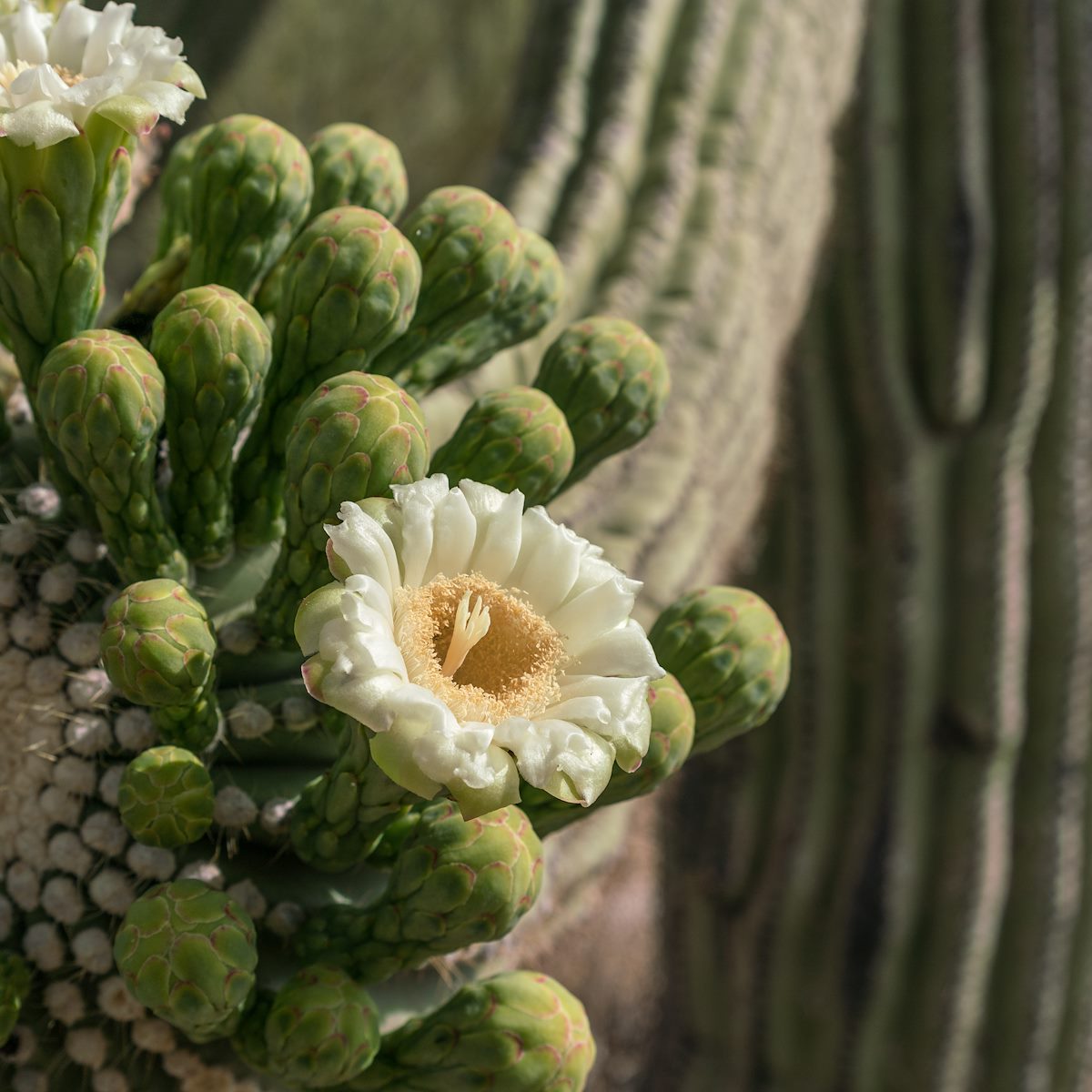 2017 May Saguaro Flower