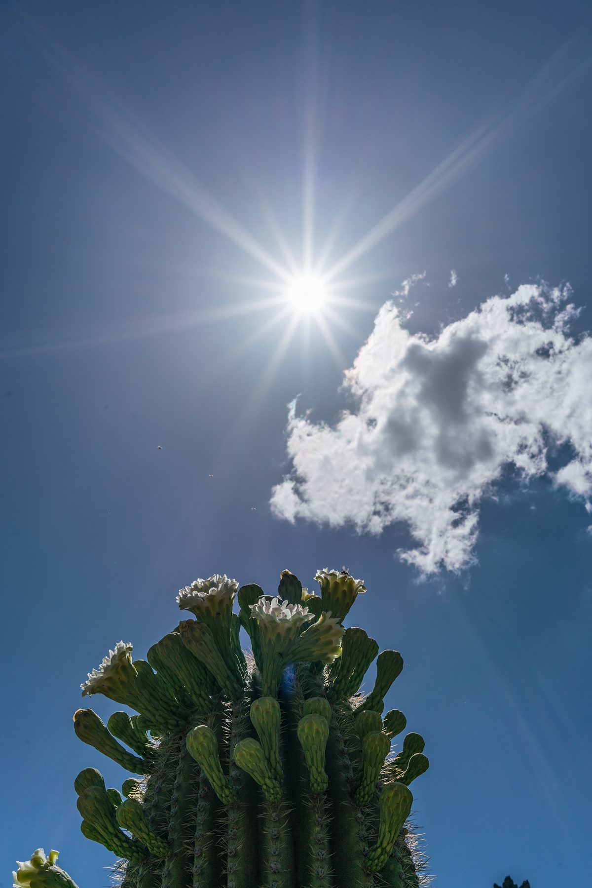 2017 May Sun and Saguaro below Ragged Top