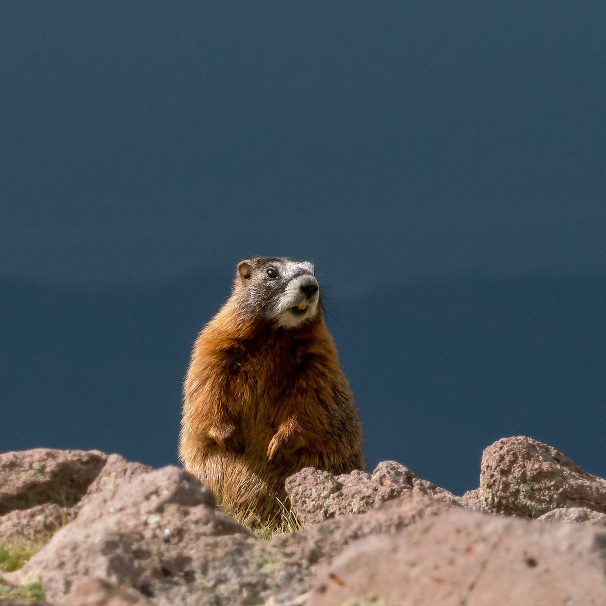 2018 August Marmot on Brian Head in Dixie National Forest