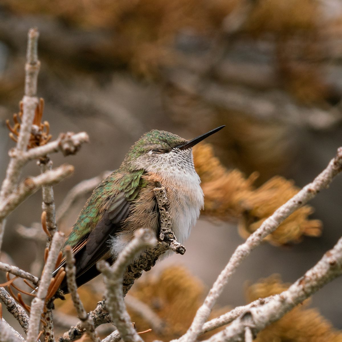 2018 August Napping Hummingbird on the Alpine Pond Trail in Cedar Breaks National Monument