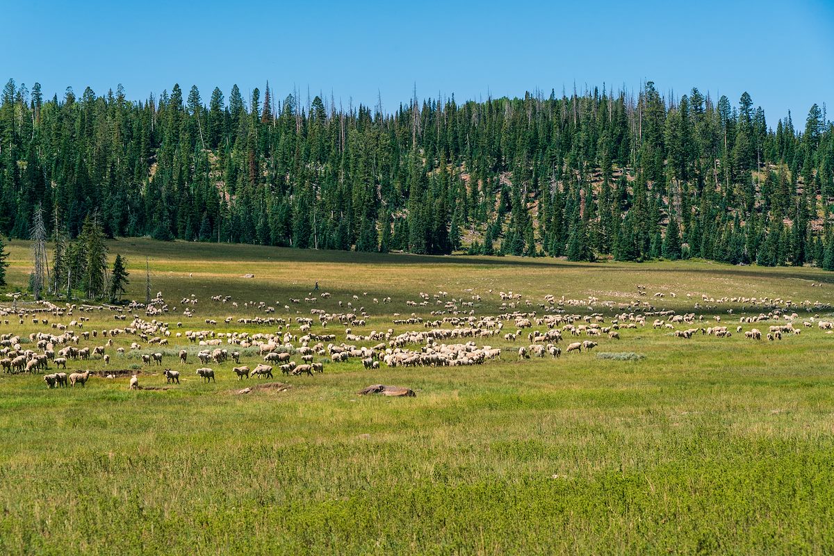 2018 August Sheep in Dixie National Forest