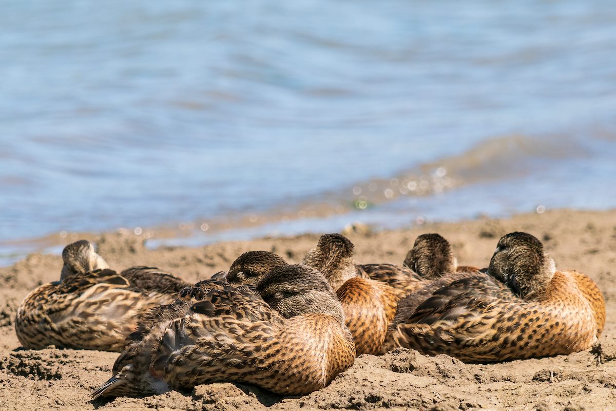 2018 August Sleeping Ducks at Kolob Reservoir