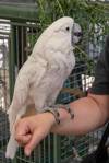 2018 May Alison and Cockatoo at Meet the Oasis