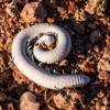 2018 May Millipede Passed