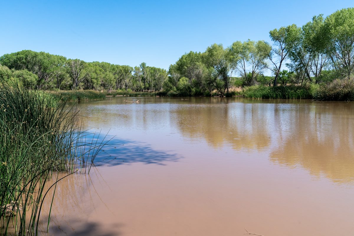 2018 May Pond near the San Pedro River