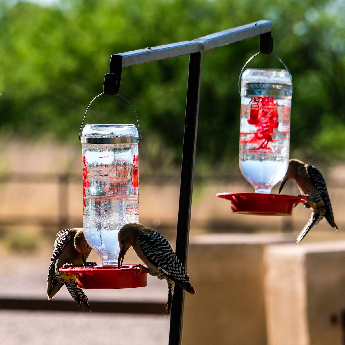 2018 May Rare Gila Hummingbirds at the San Pedro House