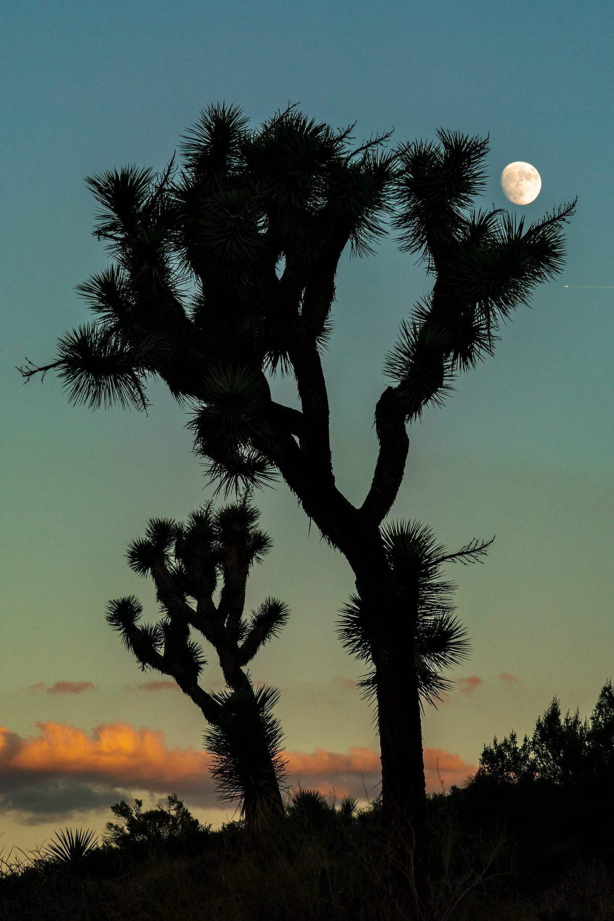 2018 October Joshua Tree and Moon from the Black Rock Canyon Trail in Joshua Tree National Park