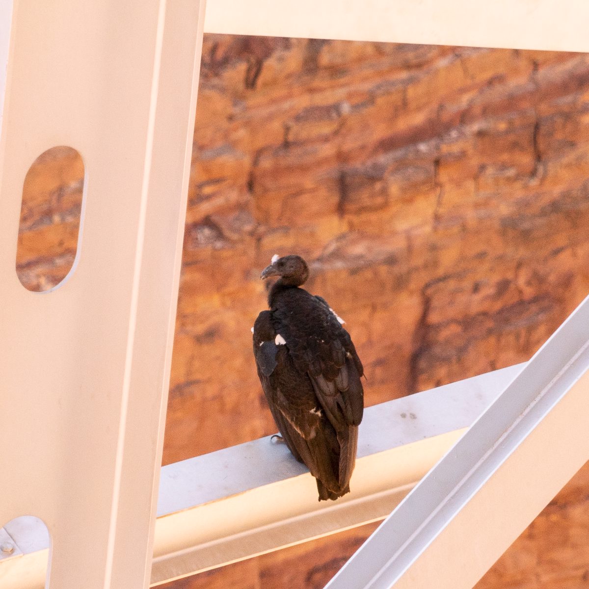 2019 August Condor on Navajo Bridge