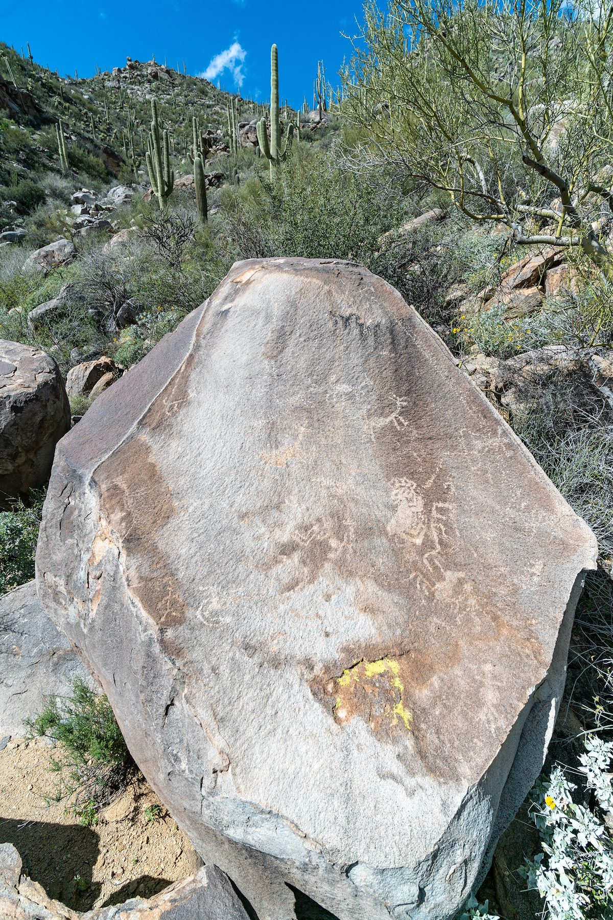 2019 March Petroglyphs above Wild Burro Canyon 01