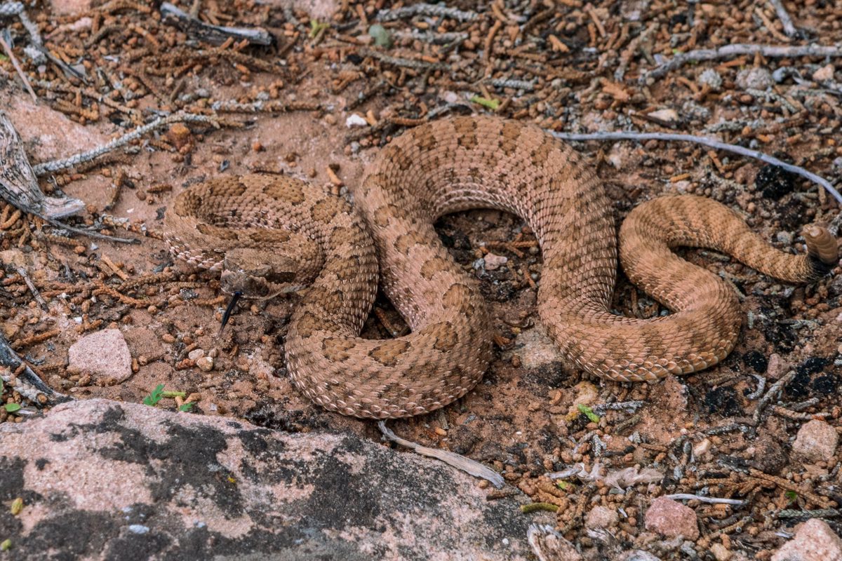 2019 March Rattlesnake on the Rim Trail Loop in Hovenweep National Monument