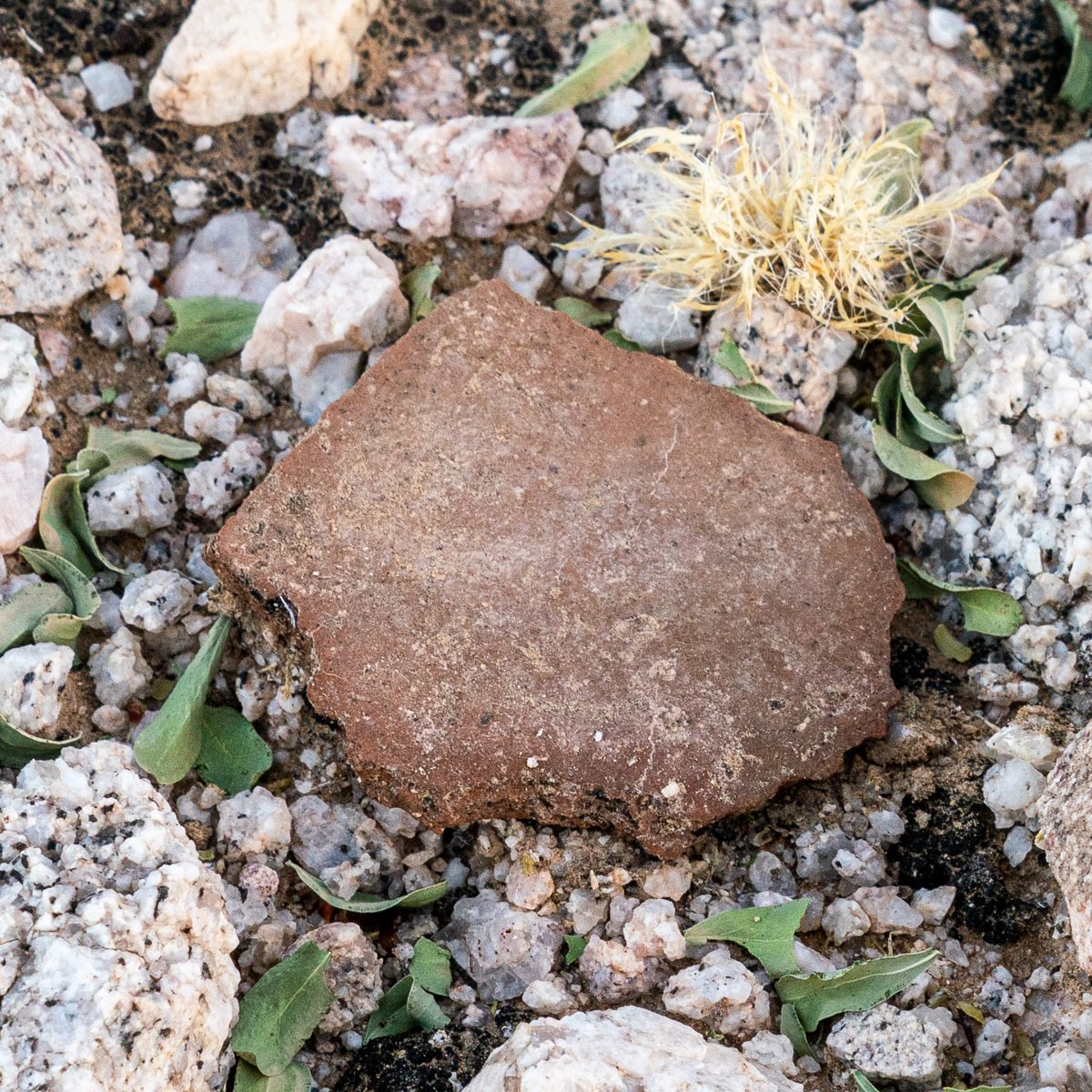 2019 October Sherd in the High Tanks Area