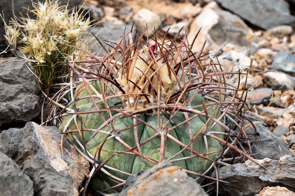 2020 April Smaller Turks Head Cactus