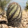 2020 April Towering Turks Head Cactus