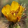 2020 April Yellow Cholla Flower in the Waterman Mountains
