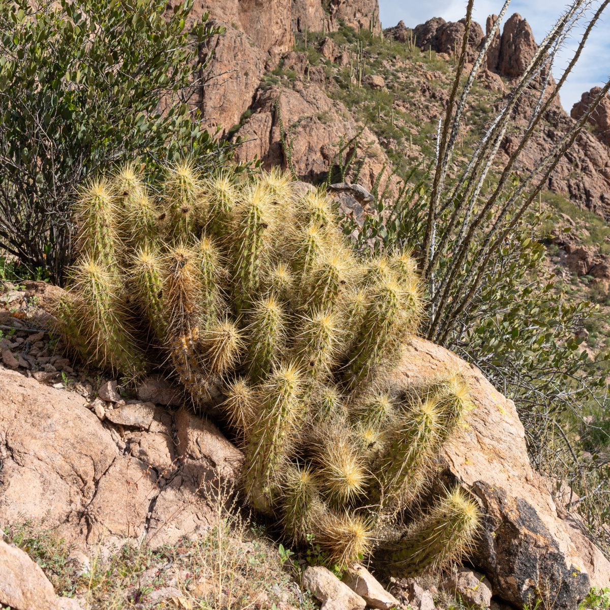 20+ columns of spined cactus emerge from the rock - a Golden Hedgehog on the slopes of Ragged Top.