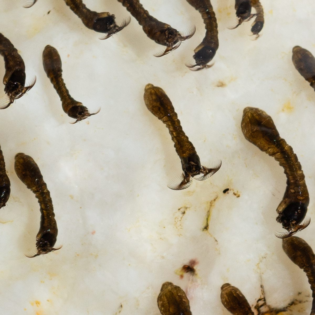 Blackfly Larvae cling to white rock filtering for food under clear water.