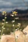 A Lyreleaf Jewelflower - small pitcher shaped white flowers - juts up into the frame with out of focus flowers, mountains and clouds in the background.