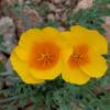 Beautiful yellow poppies - five yellow petals with an orange center, thin green leaves in the background.