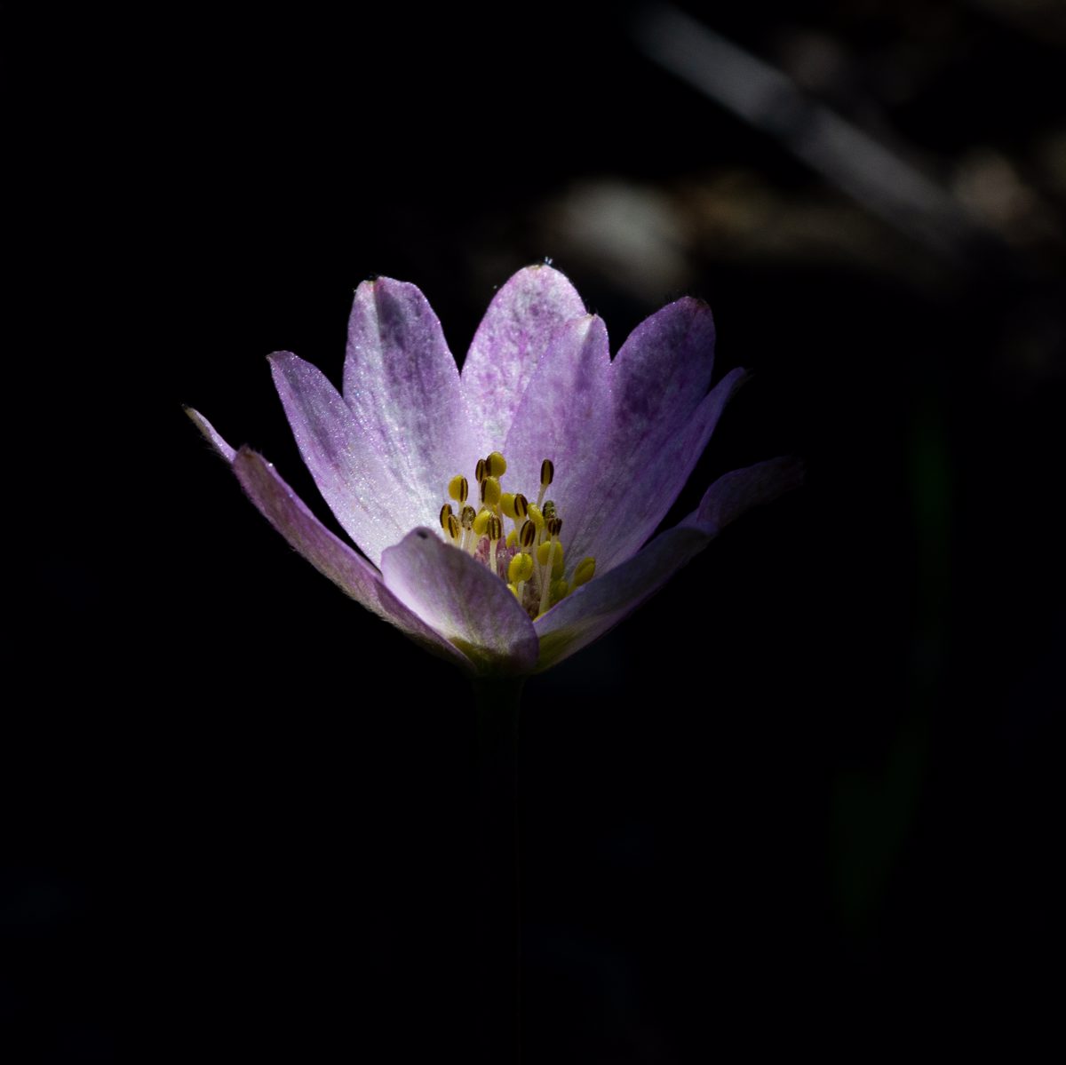 Purplish petals in the light with deep shadows in the background.