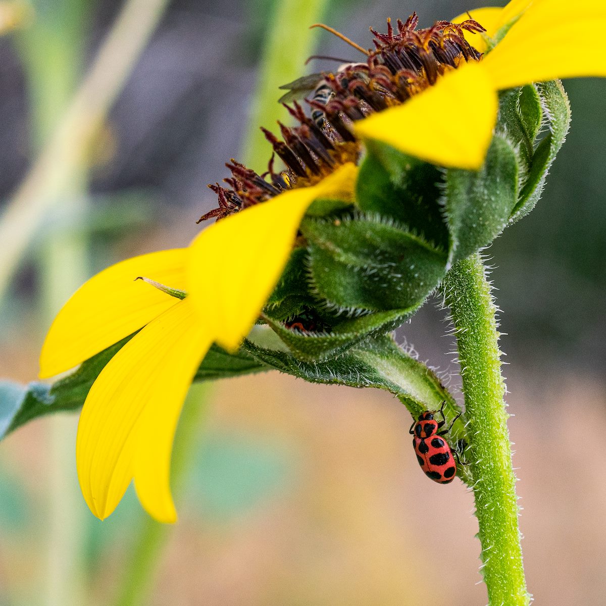 2020 June 12 Spotted Lady Beetle on a Common Sunflower off Sasco Road