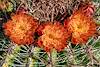 2020 June Barrel Cactus Flowers in the Waterman Mountains