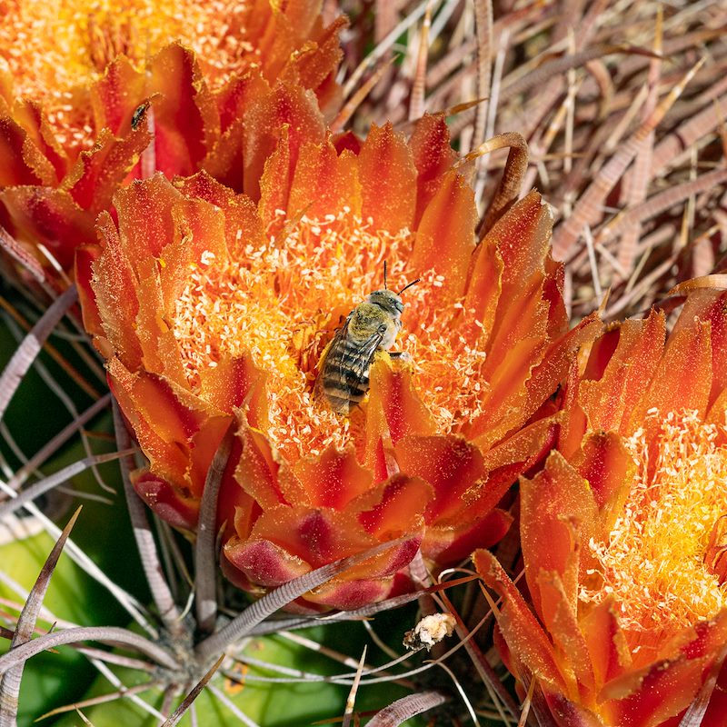 2020 June Bee and Barrel Cactus Flower