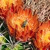 2020 June Bee and Barrel Cactus Flower