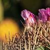 2020 June Closed Turks Head Cactus Flower