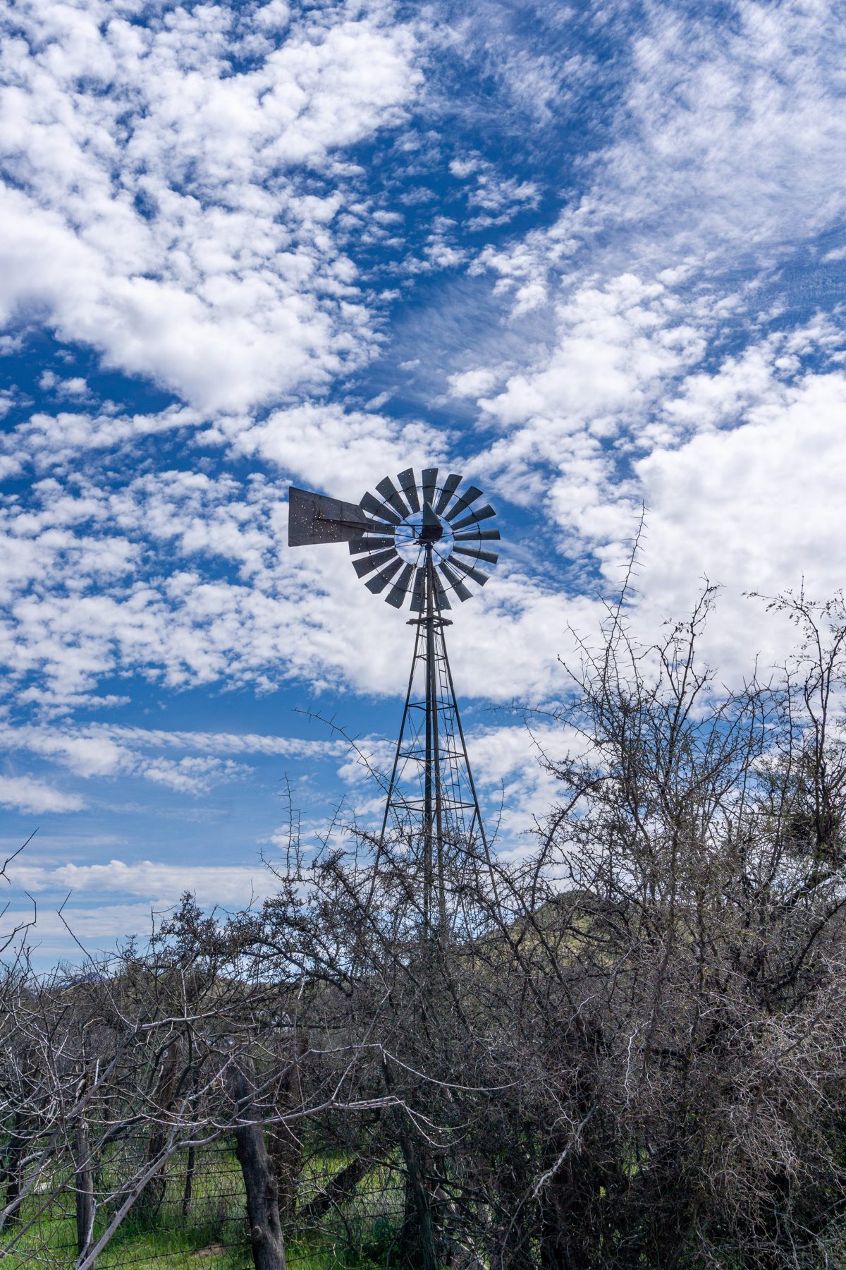 2020 March Crow Windmill