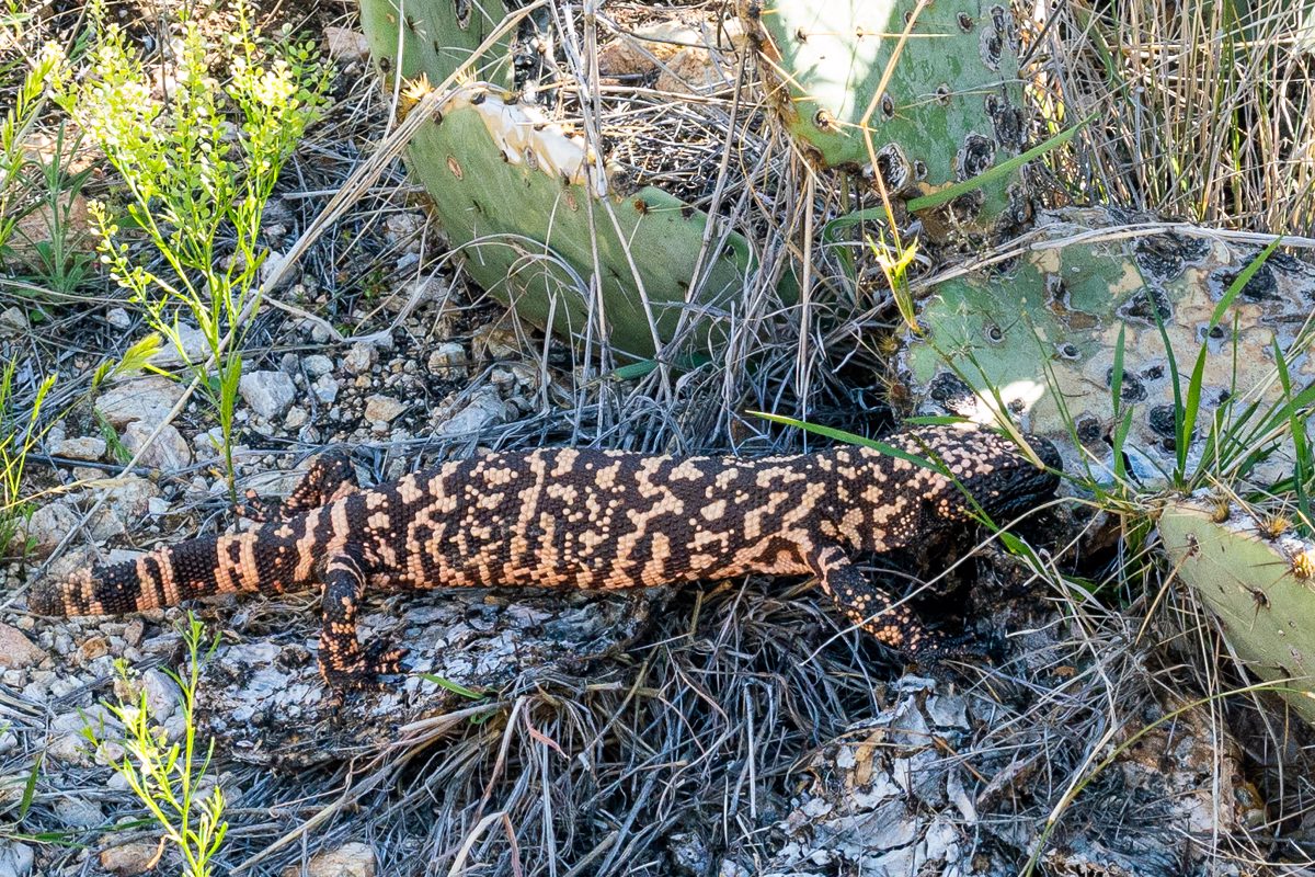 2020 March Gila Monster above Papago Spring